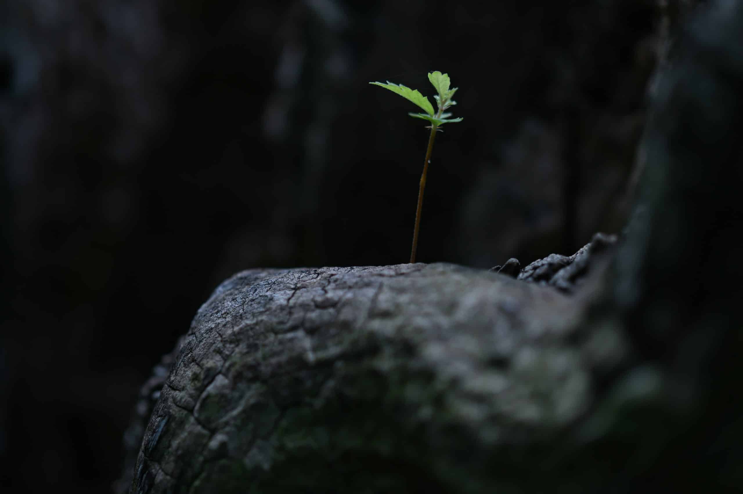 En liten spire vokser ut av en sprekk i en trestamme, et symbol på bedriftsvekst og utvikling.